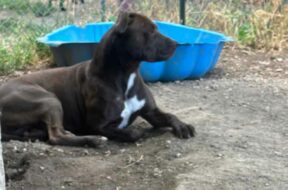 zola