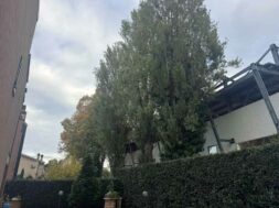 santa-barbara-alberi