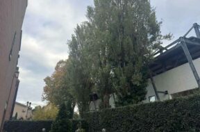 santa-barbara-alberi