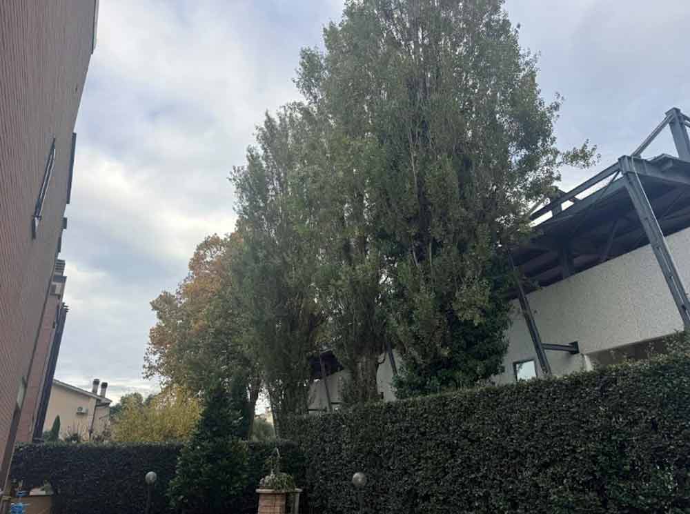 Santa Barbara, Ciambella: “Alberi pericolosi. Comune intervenga”.