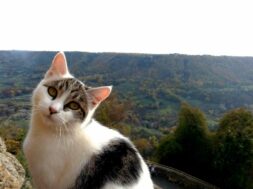 gatti-bagnoregio