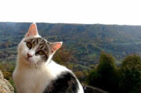 gatti-bagnoregio