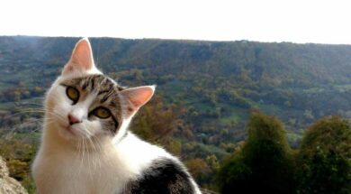 gatti-bagnoregio