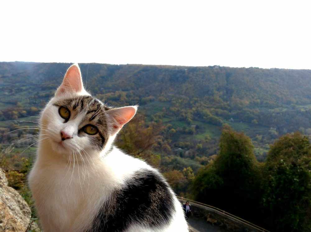 Civita Bagnoregio, otto gatti morti, è caccia all’avvelenatore seriale.