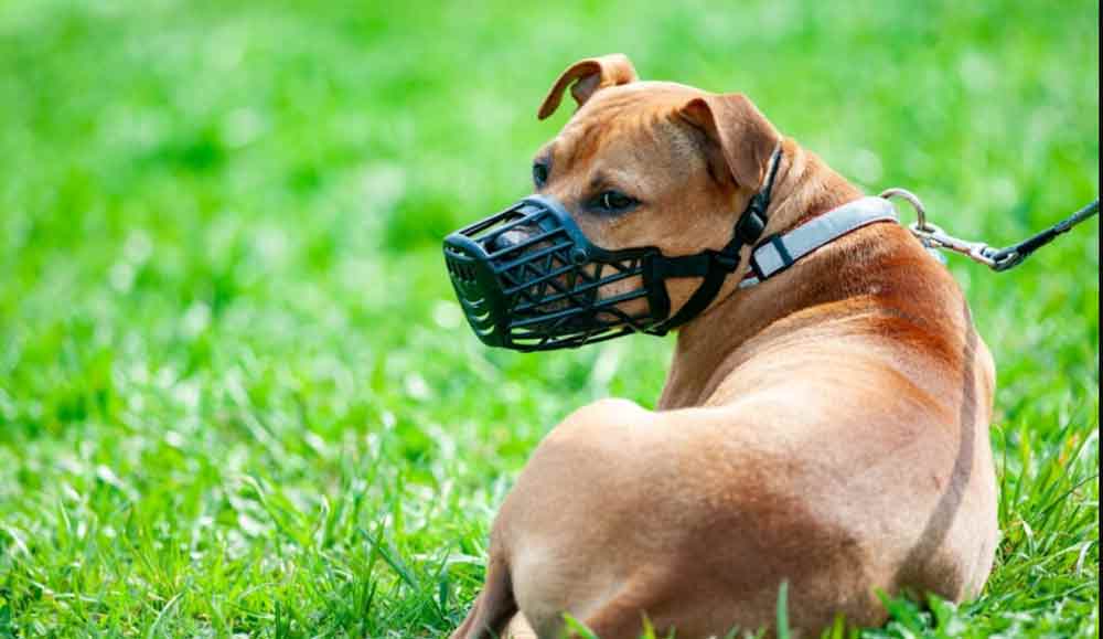 Obbligo di museruola per i cani. I proprietari dovranno munirsi di paletta e acqua per pulire