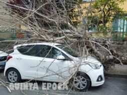 AUTO-PIAZZA-CRISPI-ALBERO