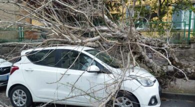 AUTO-PIAZZA-CRISPI-ALBERO