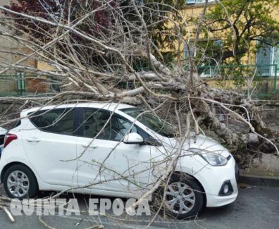 AUTO-PIAZZA-CRISPI-ALBERO