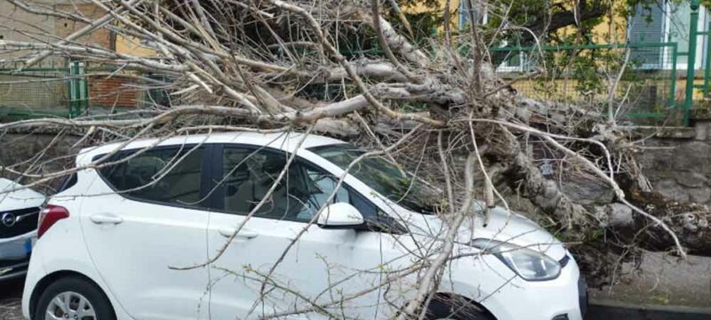 AUTO-PIAZZA-CRISPI-ALBERO