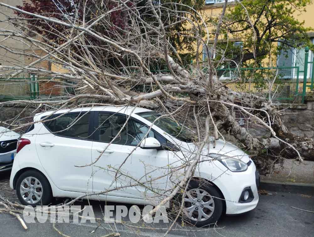 Cade albero in via Monte Asolone su un’auto in sosta