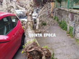 CADE-ALBERO-PIAZZA-CRISPI
