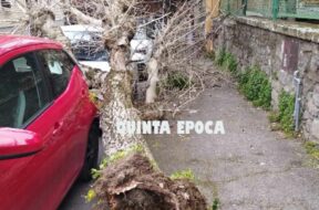CADE-ALBERO-PIAZZA-CRISPI