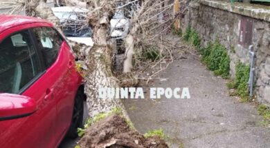 CADE-ALBERO-PIAZZA-CRISPI