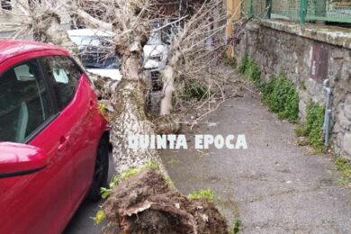 CADE-ALBERO-PIAZZA-CRISPI