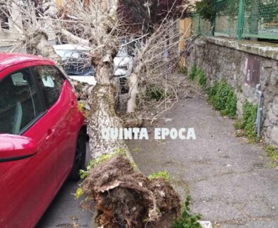 CADE-ALBERO-PIAZZA-CRISPI