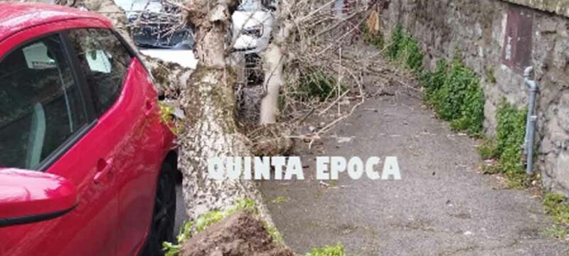 CADE-ALBERO-PIAZZA-CRISPI