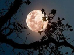 LUNA-FRAGOLE
