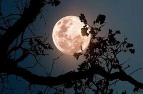 LUNA-FRAGOLE