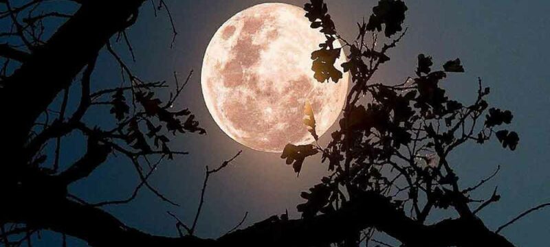 LUNA-FRAGOLE