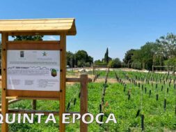 ALBERI-SECCHI
