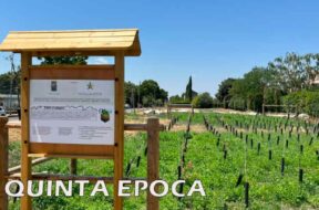 ALBERI-SECCHI