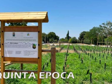 ALBERI-SECCHI