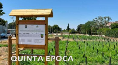 ALBERI-SECCHI