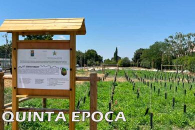 ALBERI-SECCHI