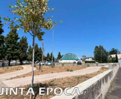 alberi-secchi-2