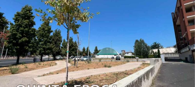alberi-secchi-2