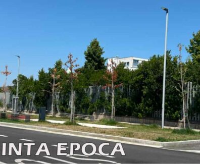 alberi-secchi-3