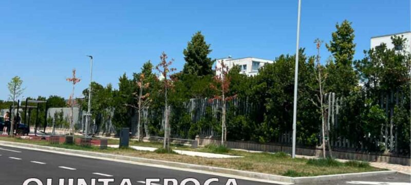 alberi-secchi-3