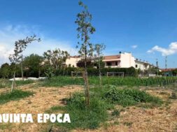 ALBERI-SECCHI-CARMINE