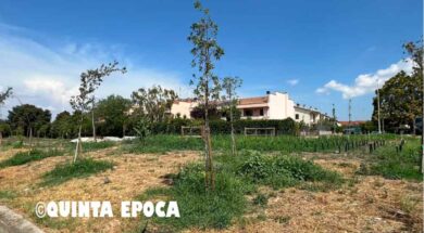 ALBERI-SECCHI-CARMINE