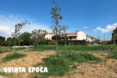 ALBERI-SECCHI-CARMINE