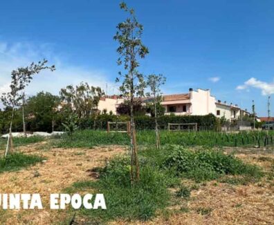 ALBERI-SECCHI-CARMINE