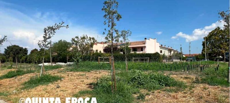 ALBERI-SECCHI-CARMINE
